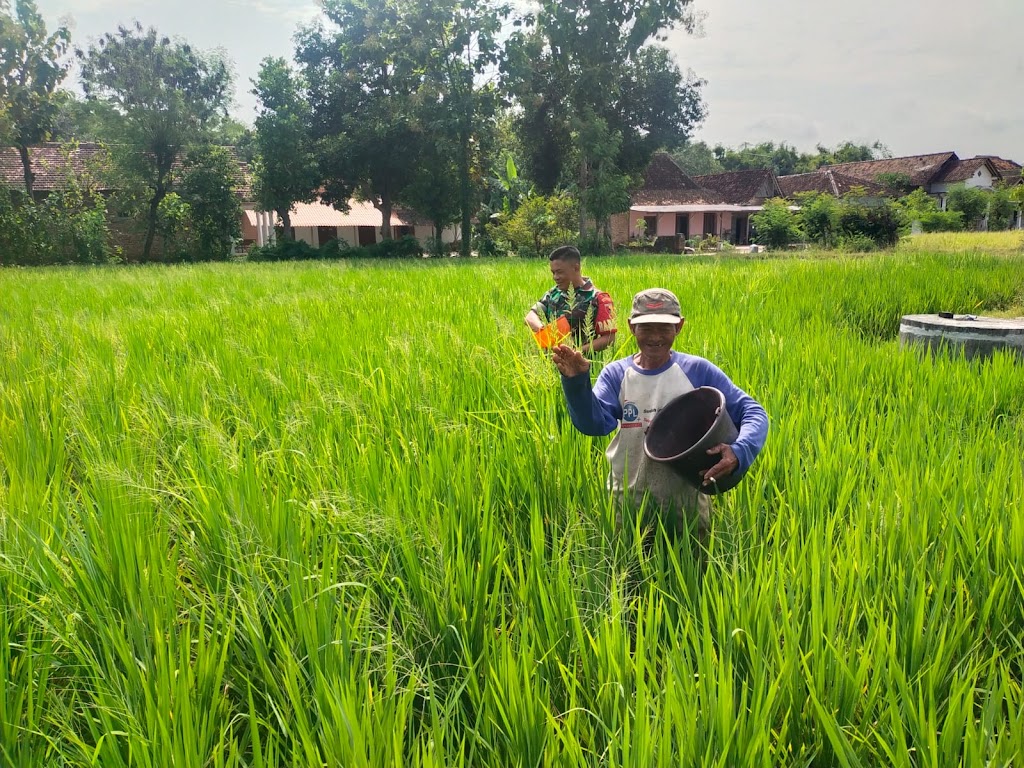 Tingkatkan Hasil Panen, Babinsa Kodim Ponorogo Bantu Petani Pupuk Tanaman Padi
