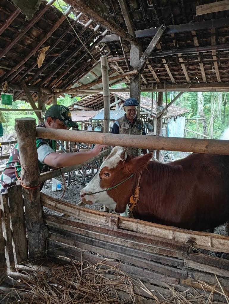 Cegah Wabah PMK Pada Ternak,  Babinsa Kodim Ponorogo Pendampingan Vaksinasi